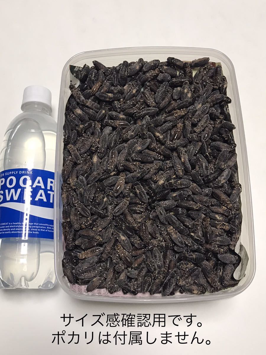 清潔コオロギ1.3kg 冷凍コオロギ ＭＬサイズ フタホシコオロギ クロコオロギ 約1kg ③の画像3