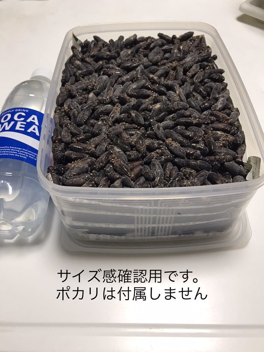 清潔コオロギ1.3kg 冷凍コオロギ　ＭＬサイズ　フタホシコオロギ　クロコオロギ　約1kg ③_画像4