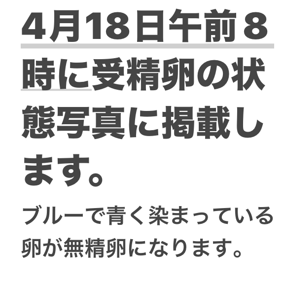 ★OOMIYA/R★今朝04月17水曜日am5:00採卵採種自家産系統暫定数4000粒らんちゅう卵今期ラスト 4月19日金曜日16:00発送限定商品（動画有り）Aの画像5