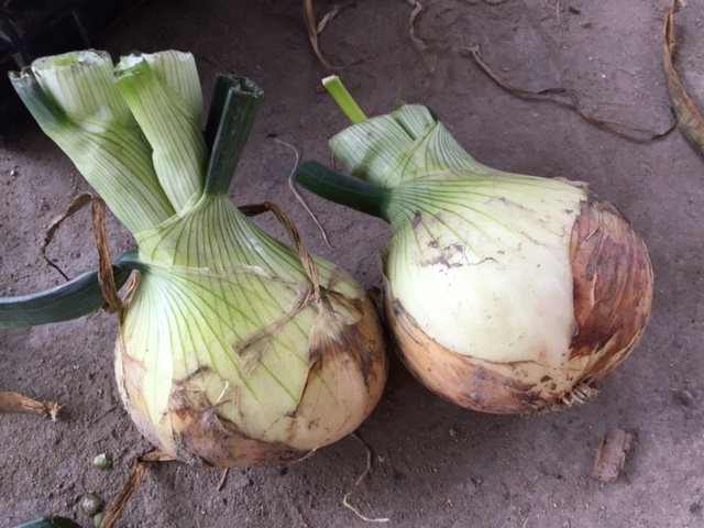 [10 kilo with translation ] Awaji Island new onion . raw tama welsh onion sphere leek onion the 7 treasures 