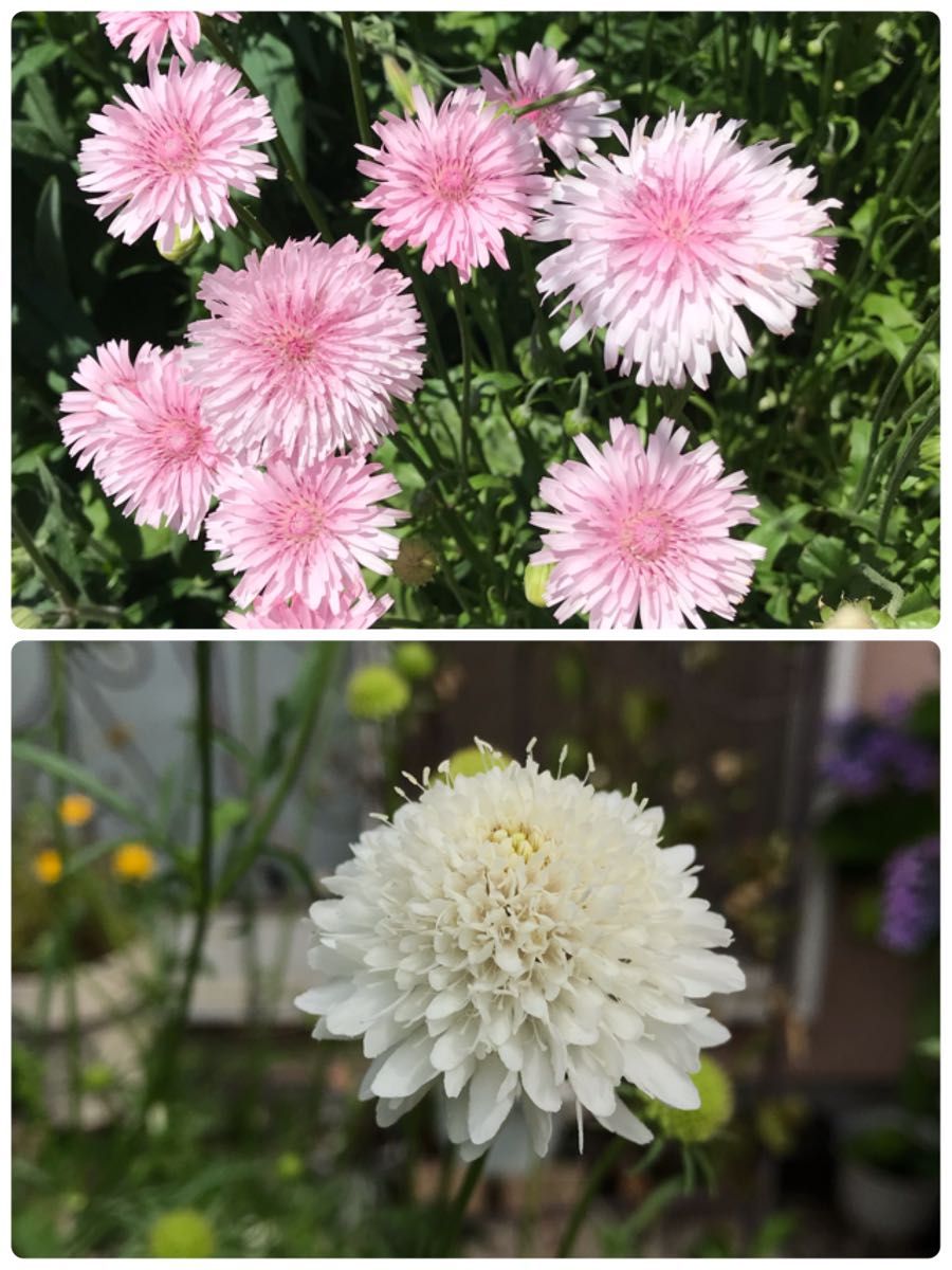 花の種【モモイロタンポポ・西洋マツムシソウ】各100粒