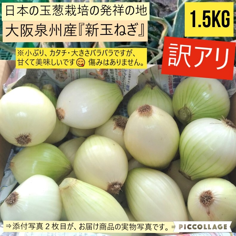 【訳あり】【新鮮】 新玉ねぎ 約1.5kg  大阪泉州産の画像1