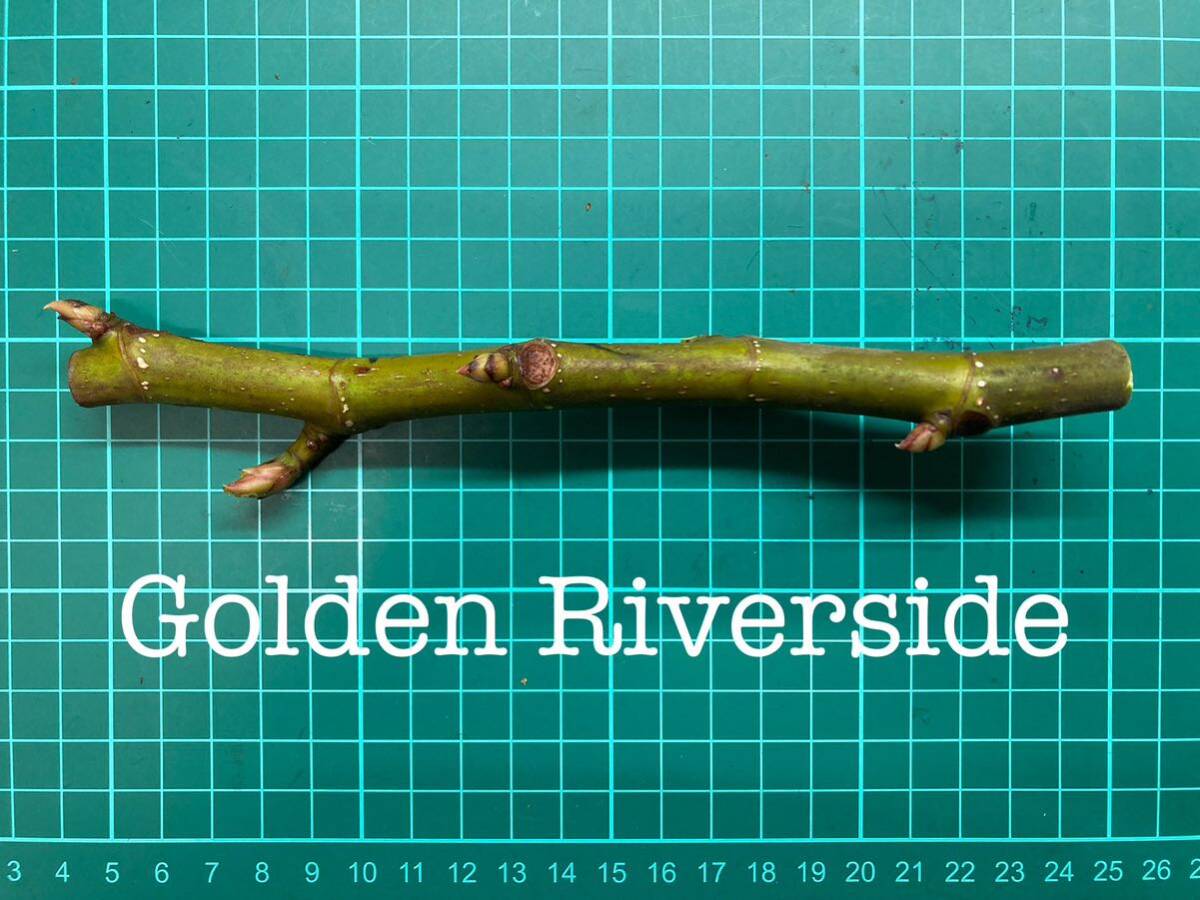 いちじく Golden Riverside 挿し穂 1本（穂木・挿木）@1582の画像1