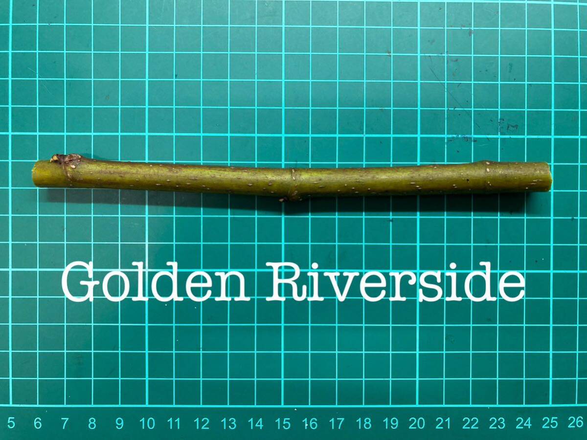 いちじく Golden Riverside 挿し穂 1本（穂木・挿木）@1625の画像1