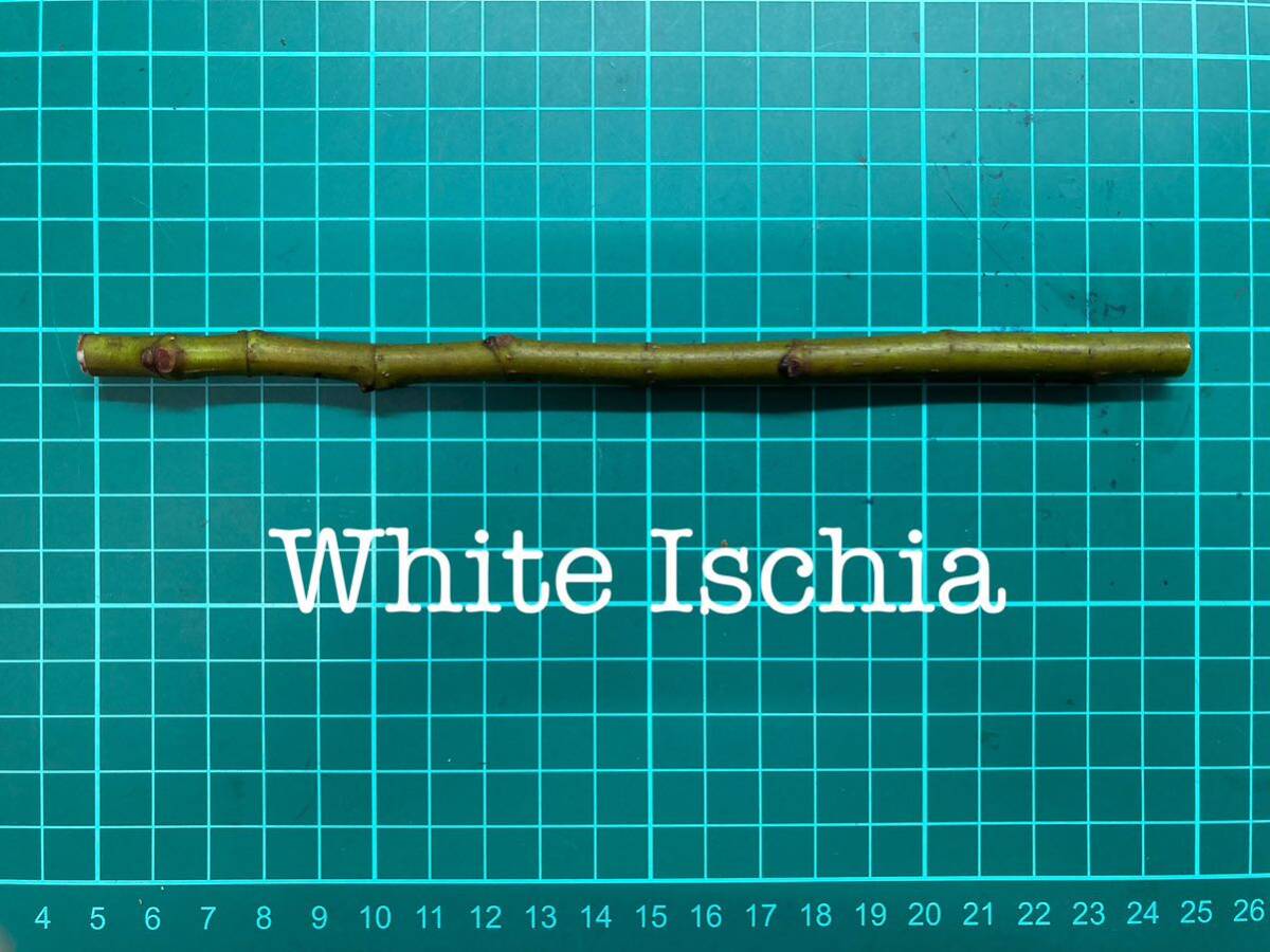 いちじく White Ischia 挿し穂 1本（穂木・挿木）@1708の画像1