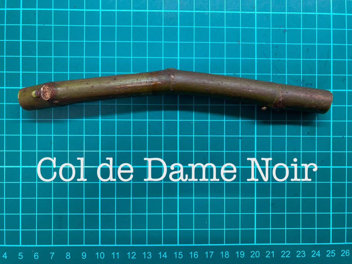 いちじく Col de Dame Noir 挿し穂 1本（穂木・挿木）@1724の画像1