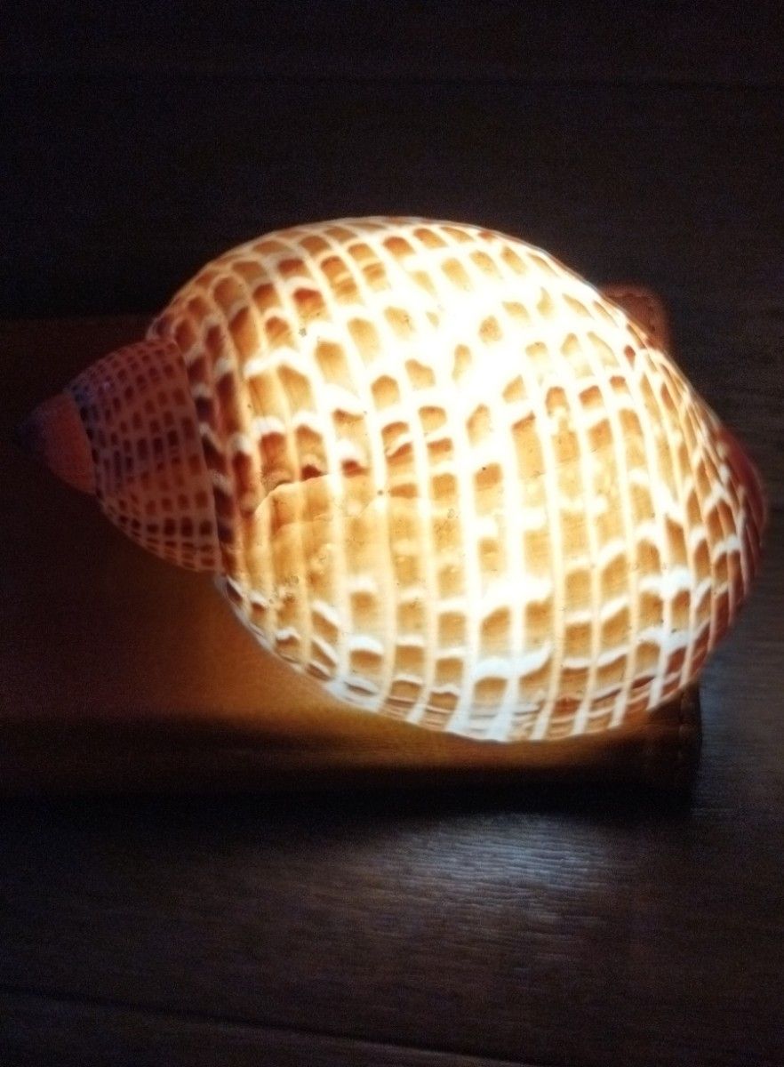 沖縄県　貝殻　ウズラガイ？　手作りランプ作りに！　貝照明　横約１０センチ　縦約６センチ