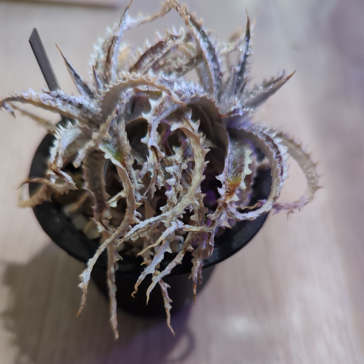 ディッキア mercury x jaws Dyckia Hybridの画像2