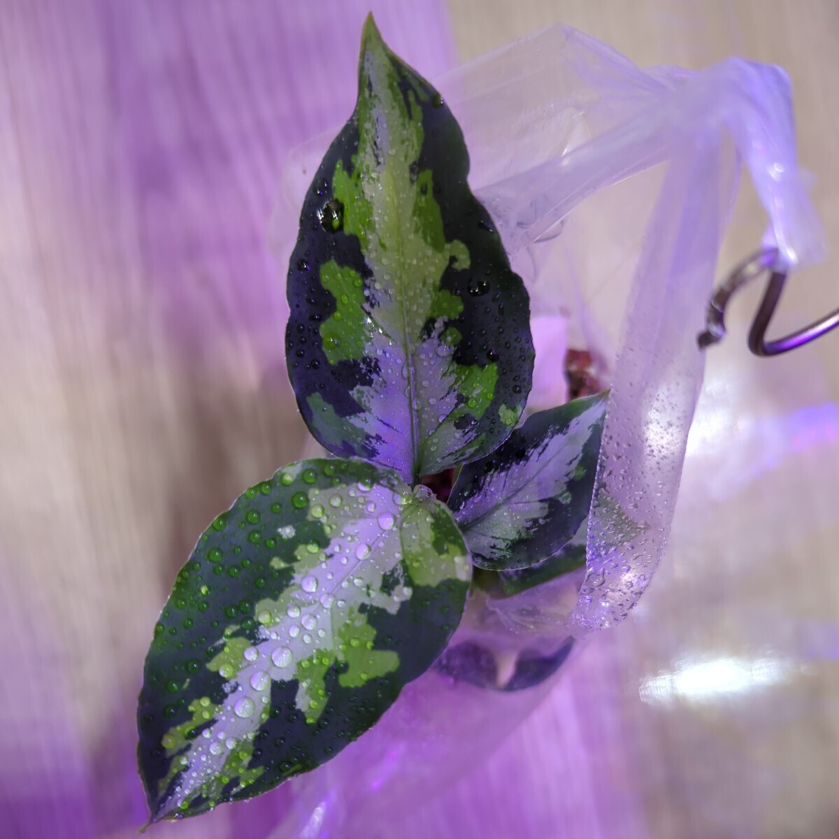 アグラオネマ ピクタム ニルバーシュ Aglaonema pictum ”type Nirvash”の画像1