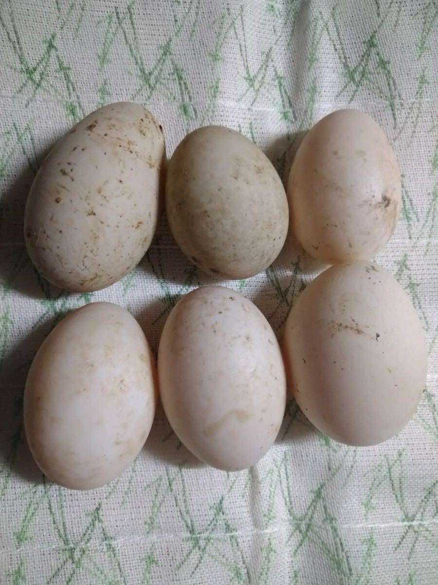  pure-white call Duck 6 piece entering 4 month 27 day birth ~ 28 day * meal for 