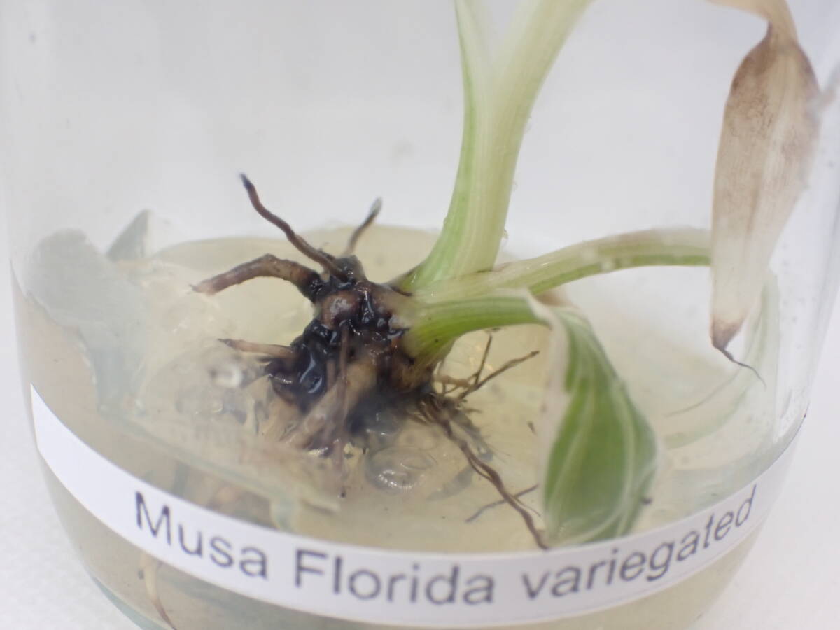 ★Super Sale★【Musa Florida Varigated】 12ムーサ フロリダ アエアエ バナナ 斑入り ☆TC plants☆ 組織培養 *midori*_画像5