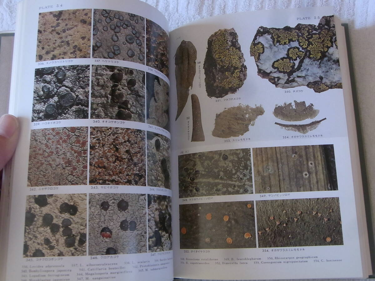 b5794. color Japan ground . plant illustrated reference book Hoikusha illustrated reference book ground .