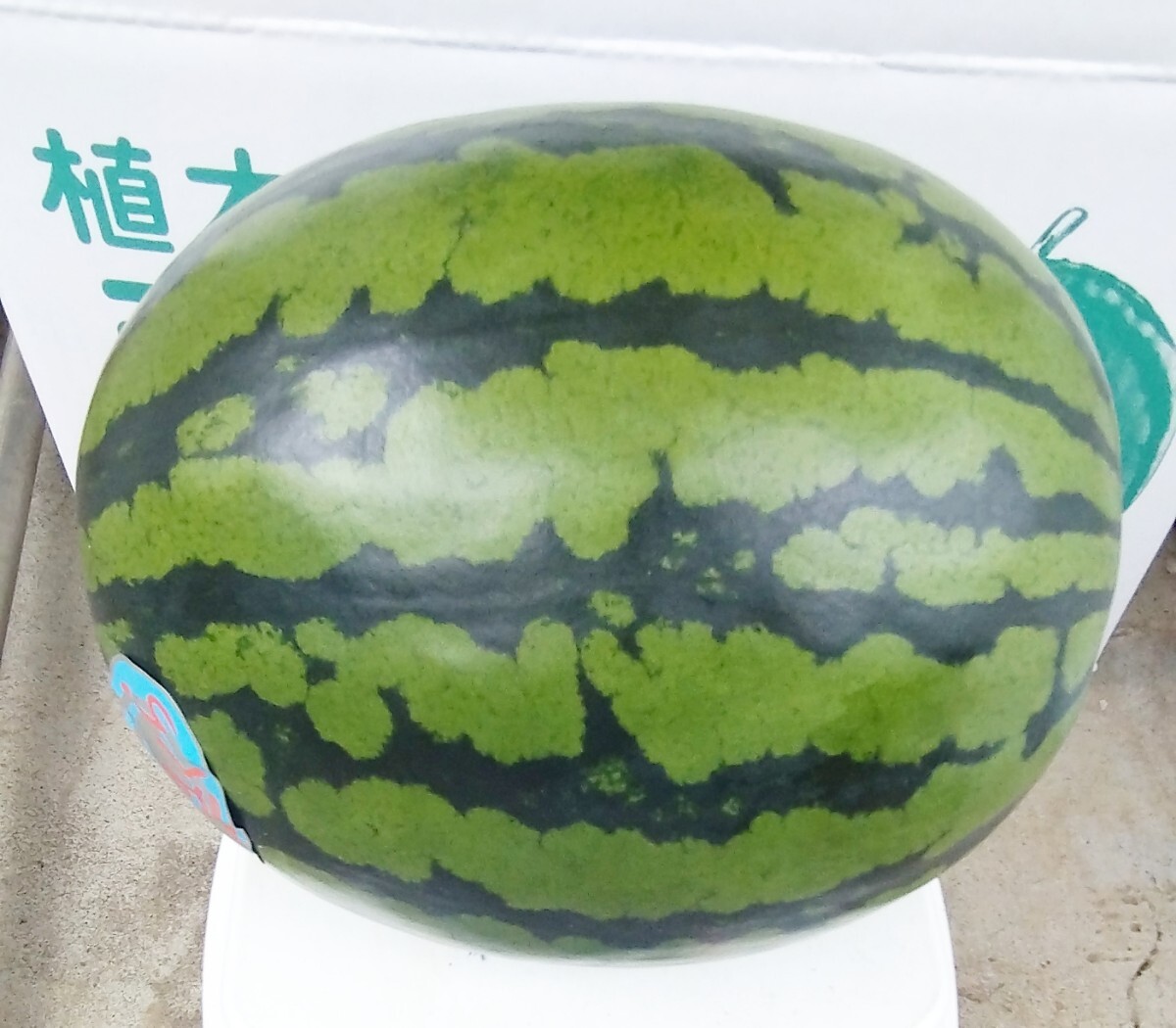 熊本 大玉スイカ【送料無料】植木☆熊本ハウススイカ優品規格Mサイズ約5kg～栽培時のキズはありますの画像1