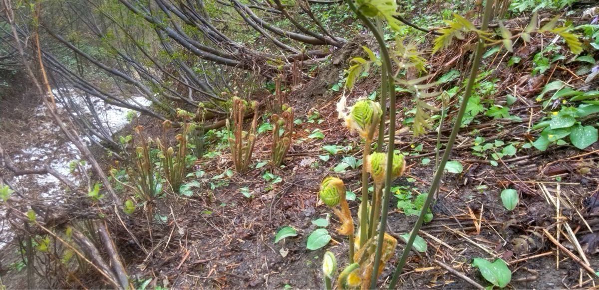 令和6年4月採れたてぜんまい500g 山菜