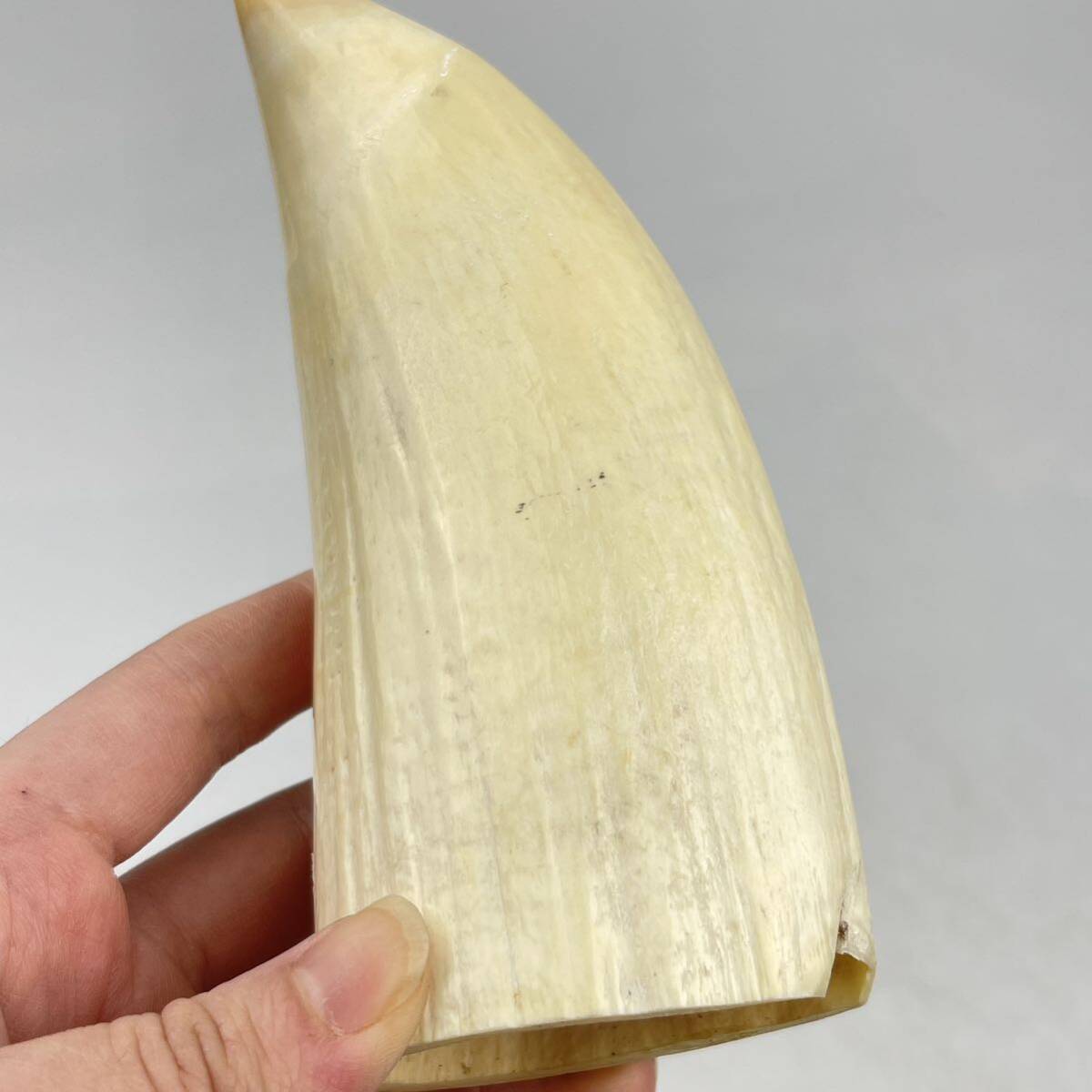 時代 クジラ歯 彫刻 鯉文 / 時代物 東洋彫刻 根付 置物 鯨 鯨歯 象牙風 .1800の画像5
