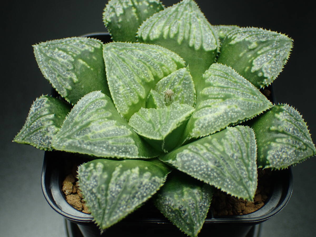 6 is oru Cheer succulent plant [ real raw not yet breeding ]