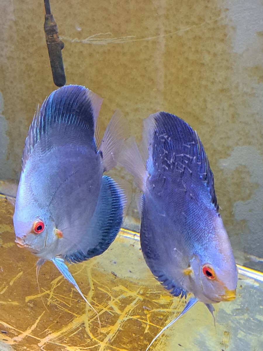  blue diamond discus. pair male 15cm about female 14cm about production egg *..* body put on has confirmed 