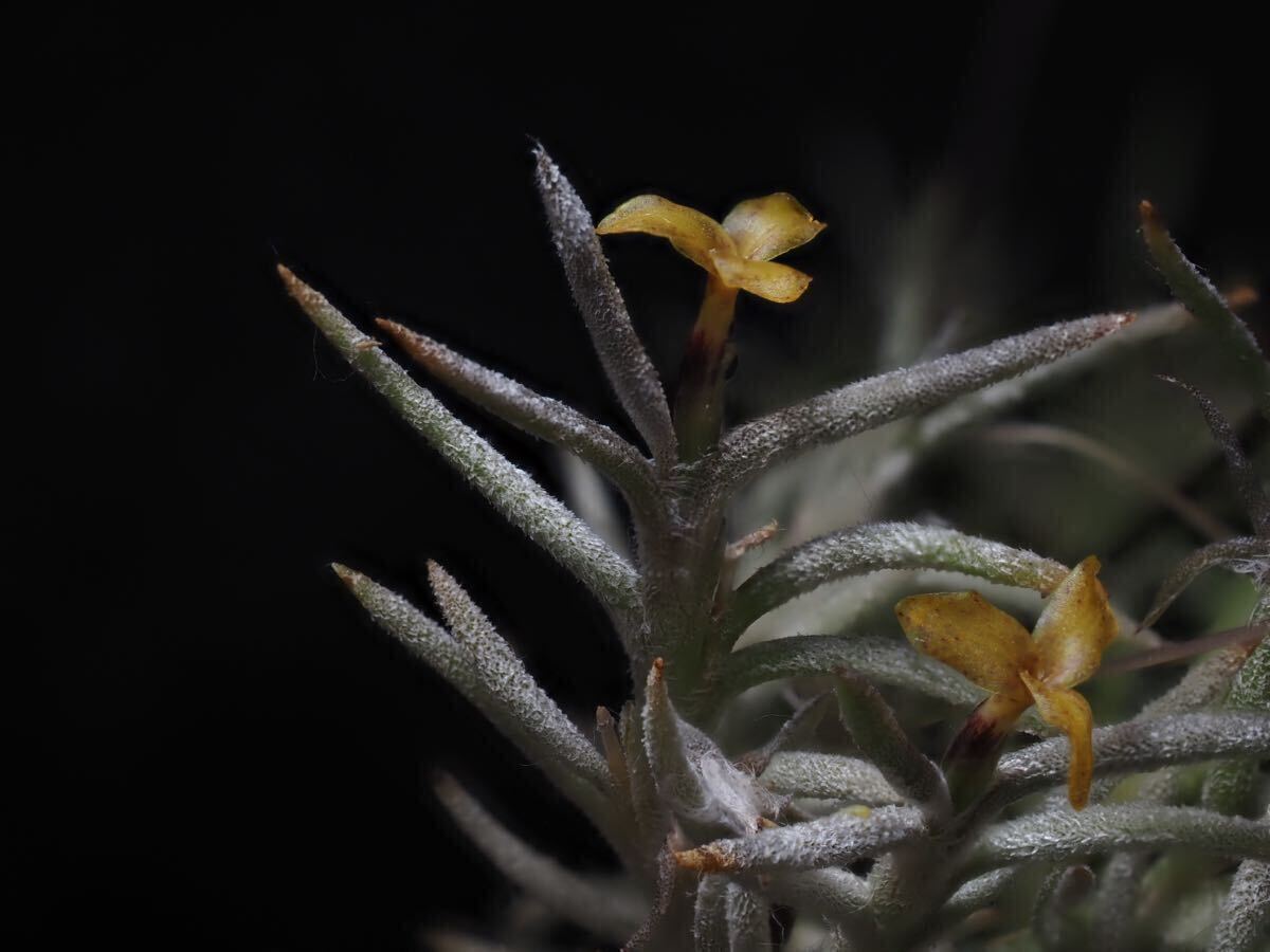 ③産地つき種子！Tillandsia capillaris (virescens?)ティランジア カピラリス チランジアCamiri〜Villa Montez, Bolivia, On tree #2の画像2