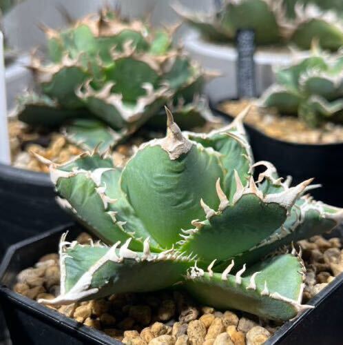  agave chitanota large white .. stock ( search ).. large white . Akuma-kun white .cj Special.. dragon . star flax flower dragon star empty 