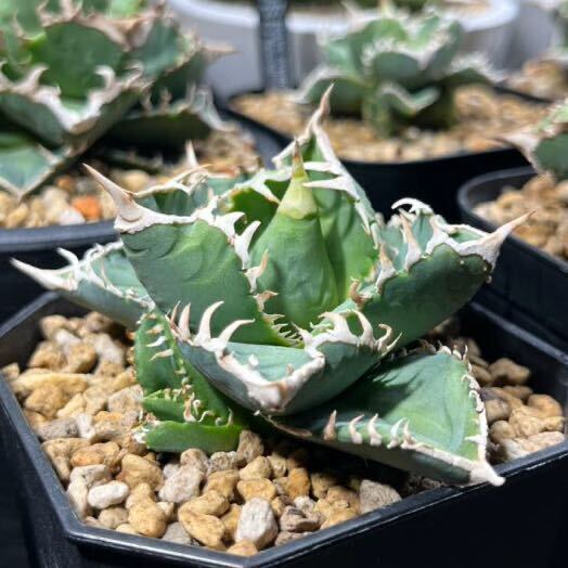  agave chitanota large white .. stock ( search ).. large white . Akuma-kun white .cj Special.. dragon . star flax flower dragon star empty 