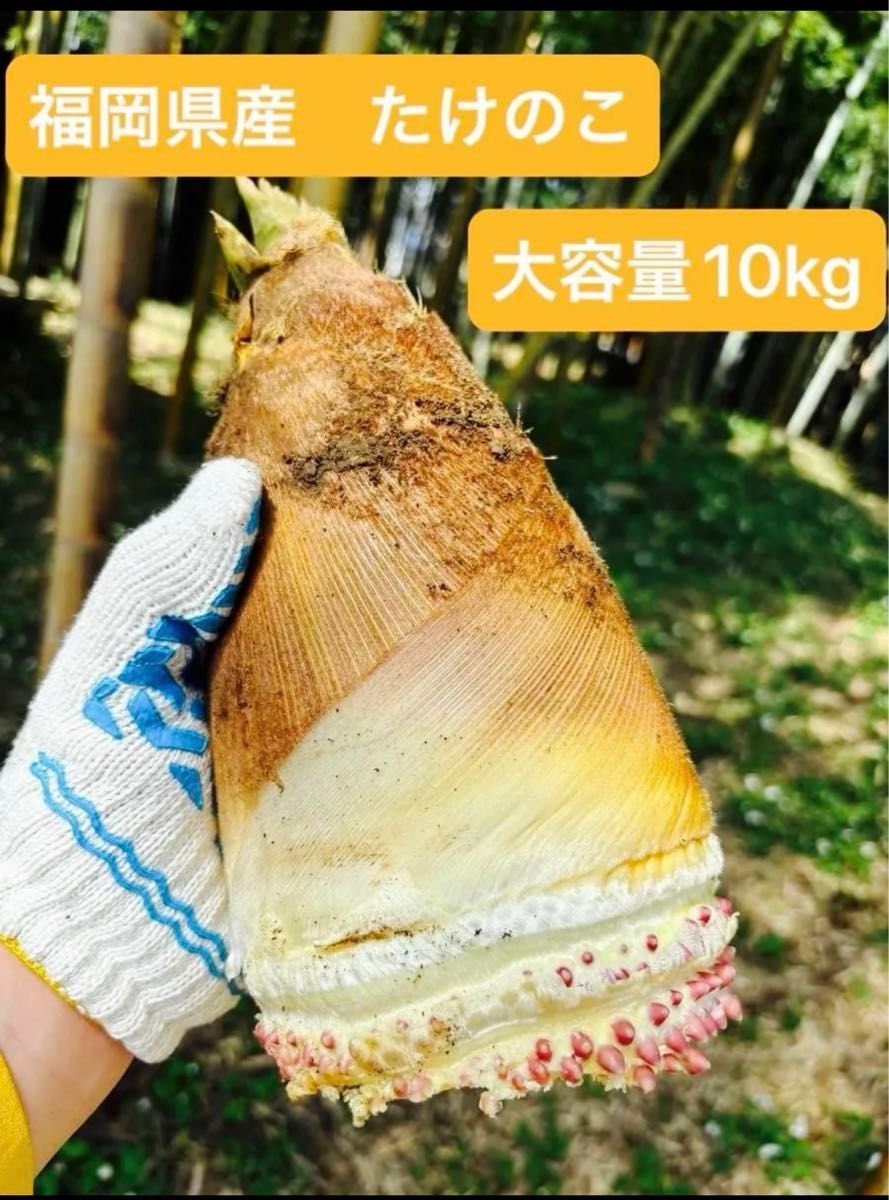 福岡県産　朝採りたけのこ（10kg）4/14（日）当日発送いたします。事前購入受付中です。説明文を必ずお読み下さい