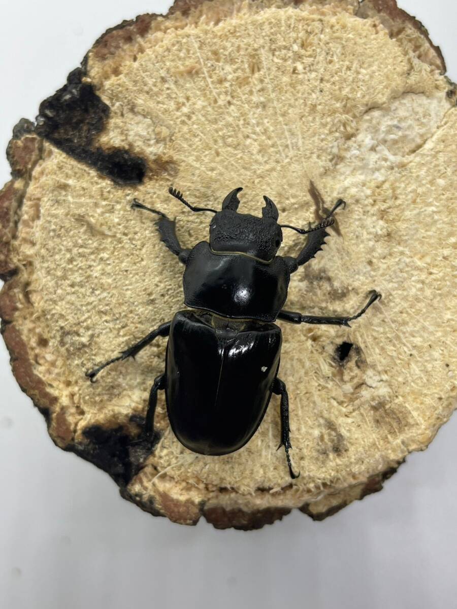 【希少・特大】ファンジンシャンミヤマ 四川省Lucanus fanjingshanus WF1 成虫ペア ♂63.8㎜ ♀41㎜の画像5