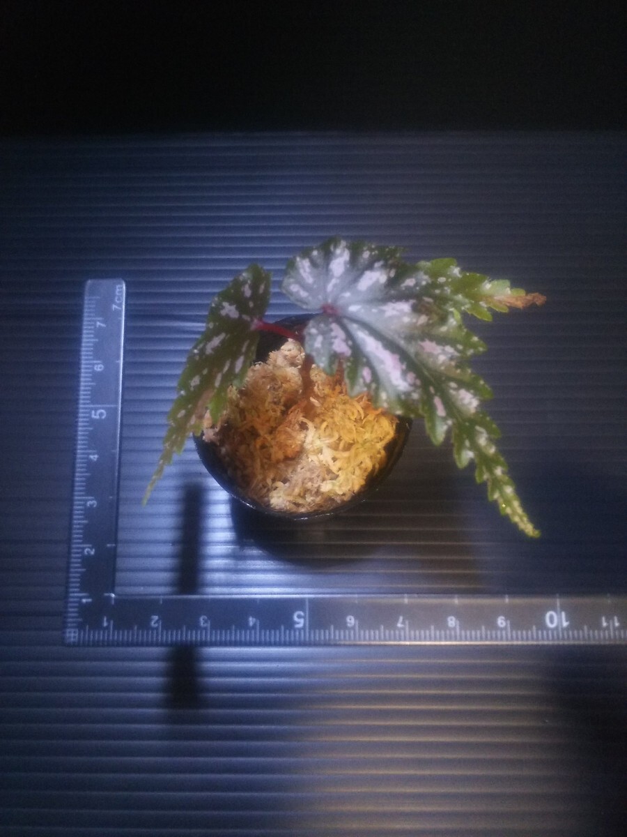 【子株】ベゴニア セラティペタラ Begonia serratipetala 熱帯植物 原種ベゴニアの画像4