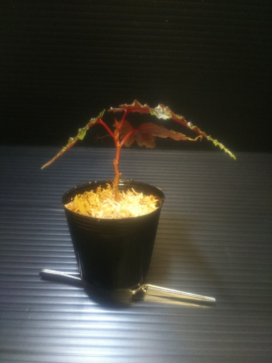 【子株】ベゴニア セラティペタラ Begonia serratipetala 熱帯植物 原種ベゴニアの画像5