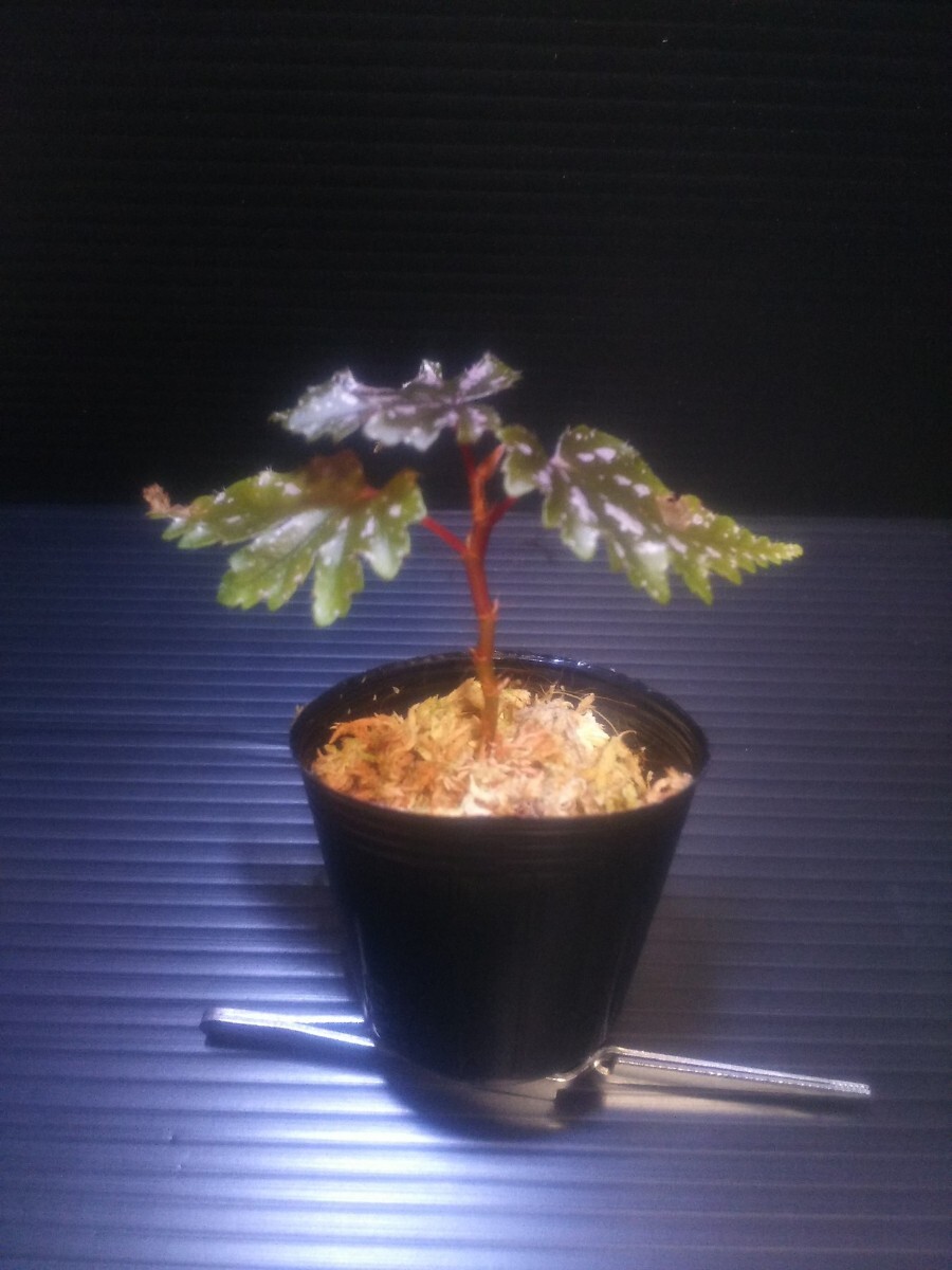 【子株】ベゴニア セラティペタラ Begonia serratipetala 熱帯植物 原種ベゴニアの画像6