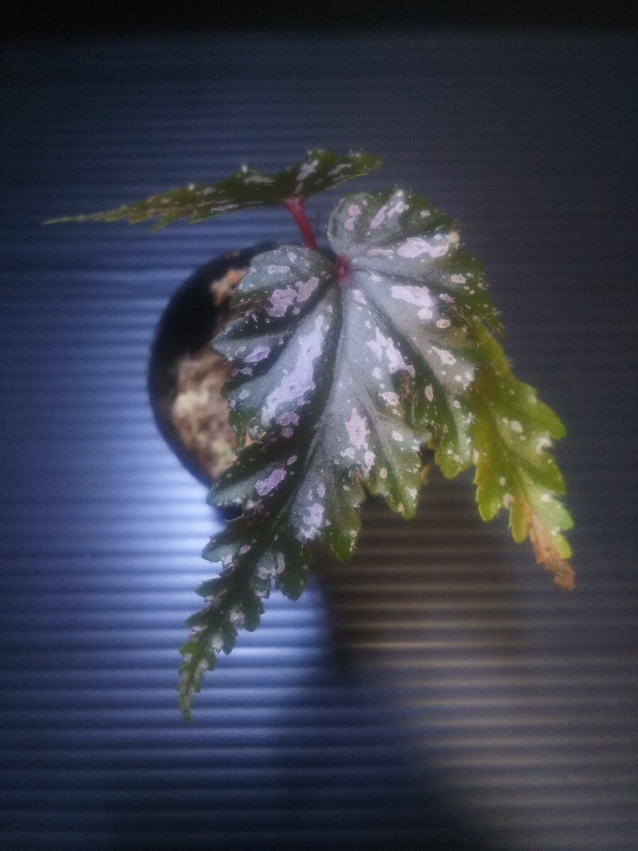 【子株】ベゴニア セラティペタラ Begonia serratipetala 熱帯植物 原種ベゴニアの画像3