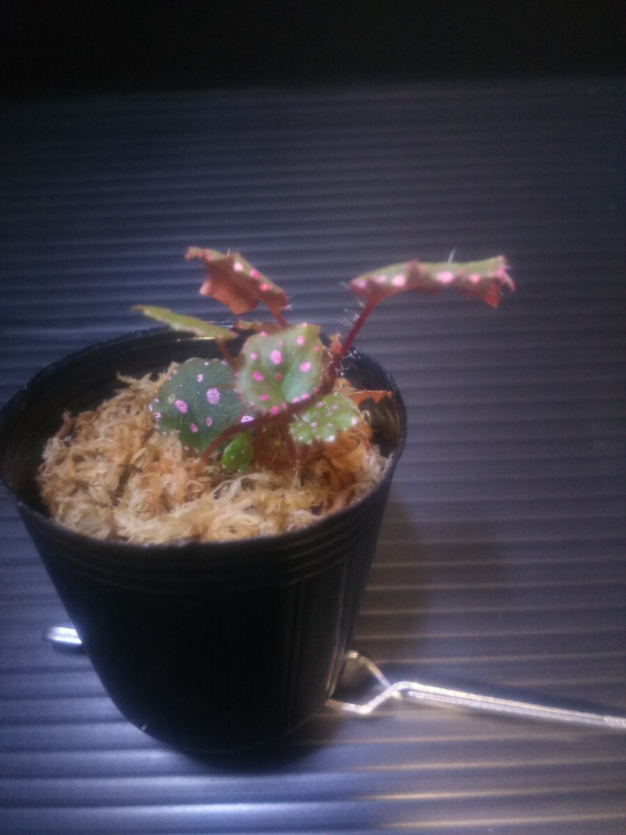 子株【TB便】ベゴニアsp.東カリマンタン　Begonia sp.“Muara wahan” 東カリマンタン【TB】_画像7