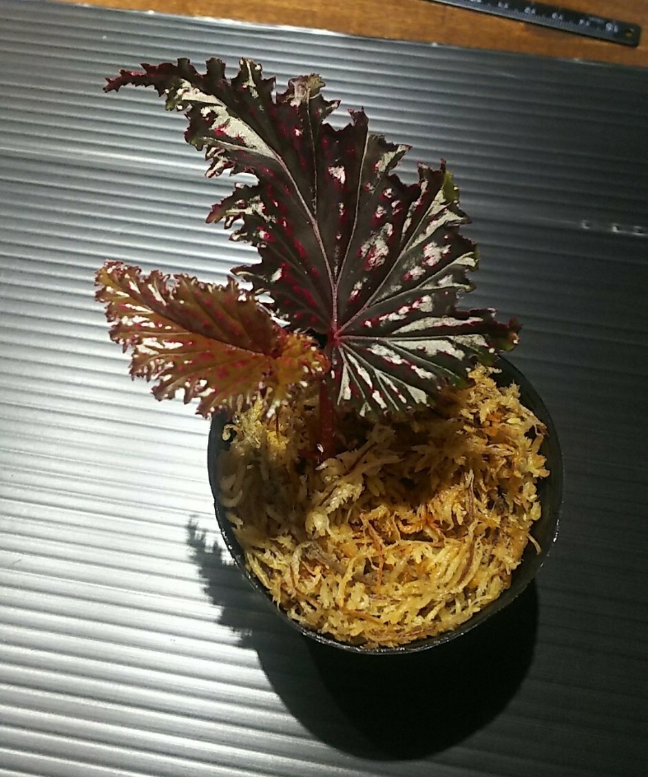 【子株】ベゴニア セラティペタラ Begonia serratipetala 熱帯植物 原種ベゴニアの画像2