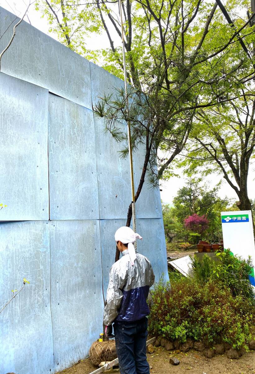 大阪植木自然系赤松山採り物H3.6ｍW2.0mアカマツ_画像2