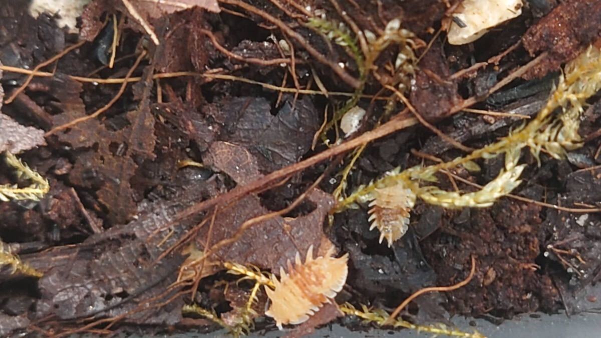 ■匿名配送■スピノサス 100匹 ダンゴムシ spinosusの画像2