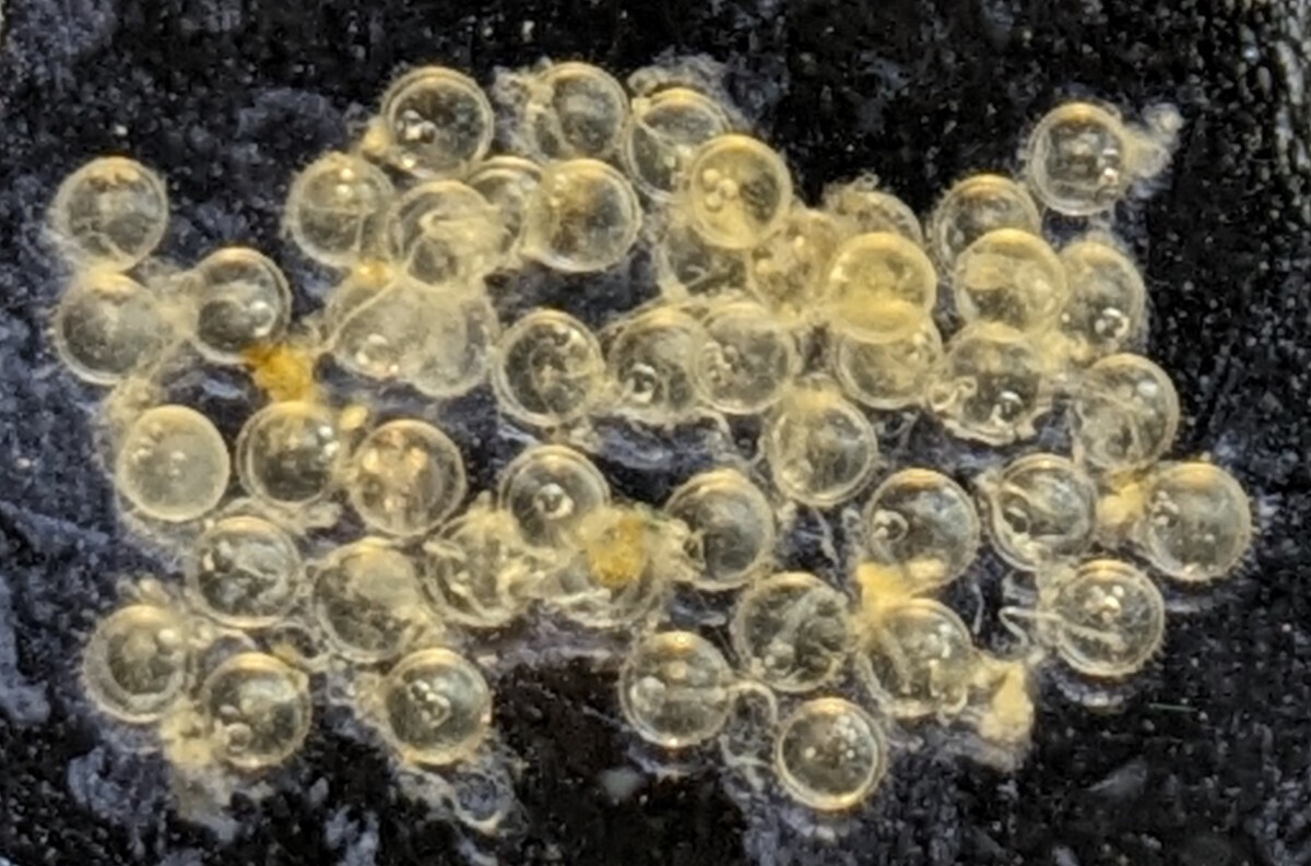 夜桜ゴールド(強ラメ) メダカの卵 30個＋αの画像1
