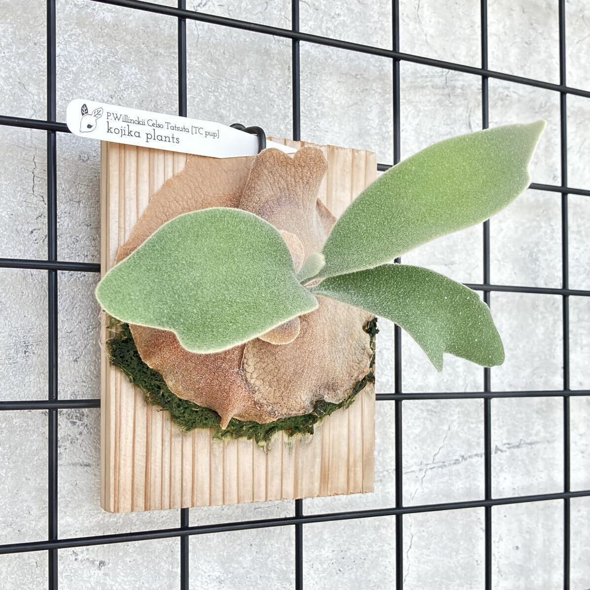 [238]P. Willinckii Celso Tatsutawi Lynn key cell sotatsuta staghorn fern Platycerium decorative plant . deer plant 