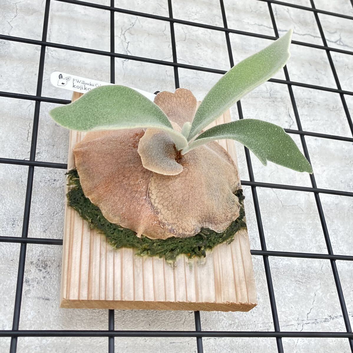 [238]P. Willinckii Celso Tatsutawi Lynn key cell sotatsuta staghorn fern Platycerium decorative plant . deer plant 