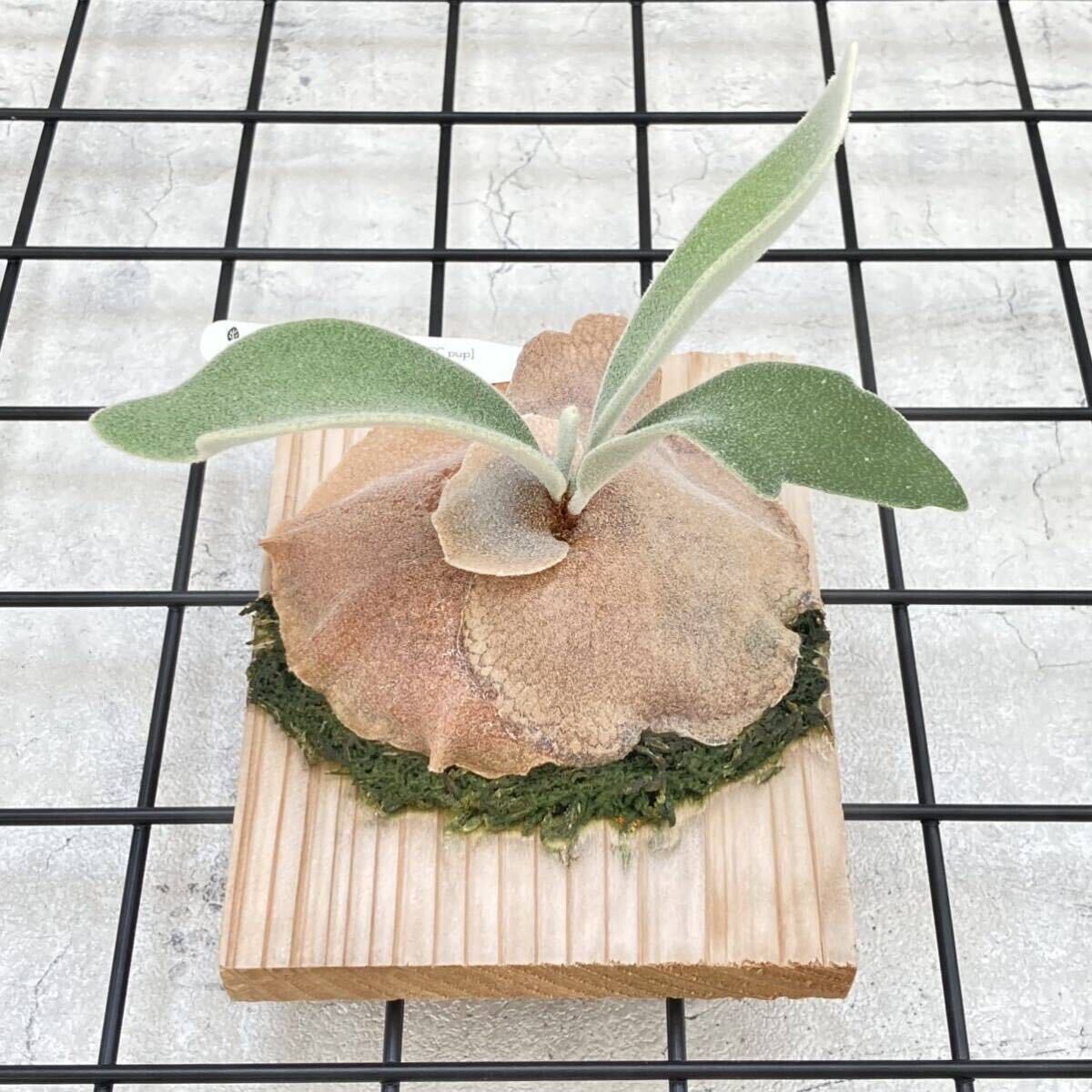 [238]P. Willinckii Celso Tatsutawi Lynn key cell sotatsuta staghorn fern Platycerium decorative plant . deer plant 