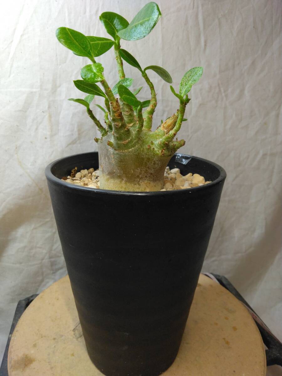 送料込【ブラックドワーフ多頭】BLACKアデニウムドワーフ セラアート4号ロングごと発送 adenium dwarf arabicum black skin　B126