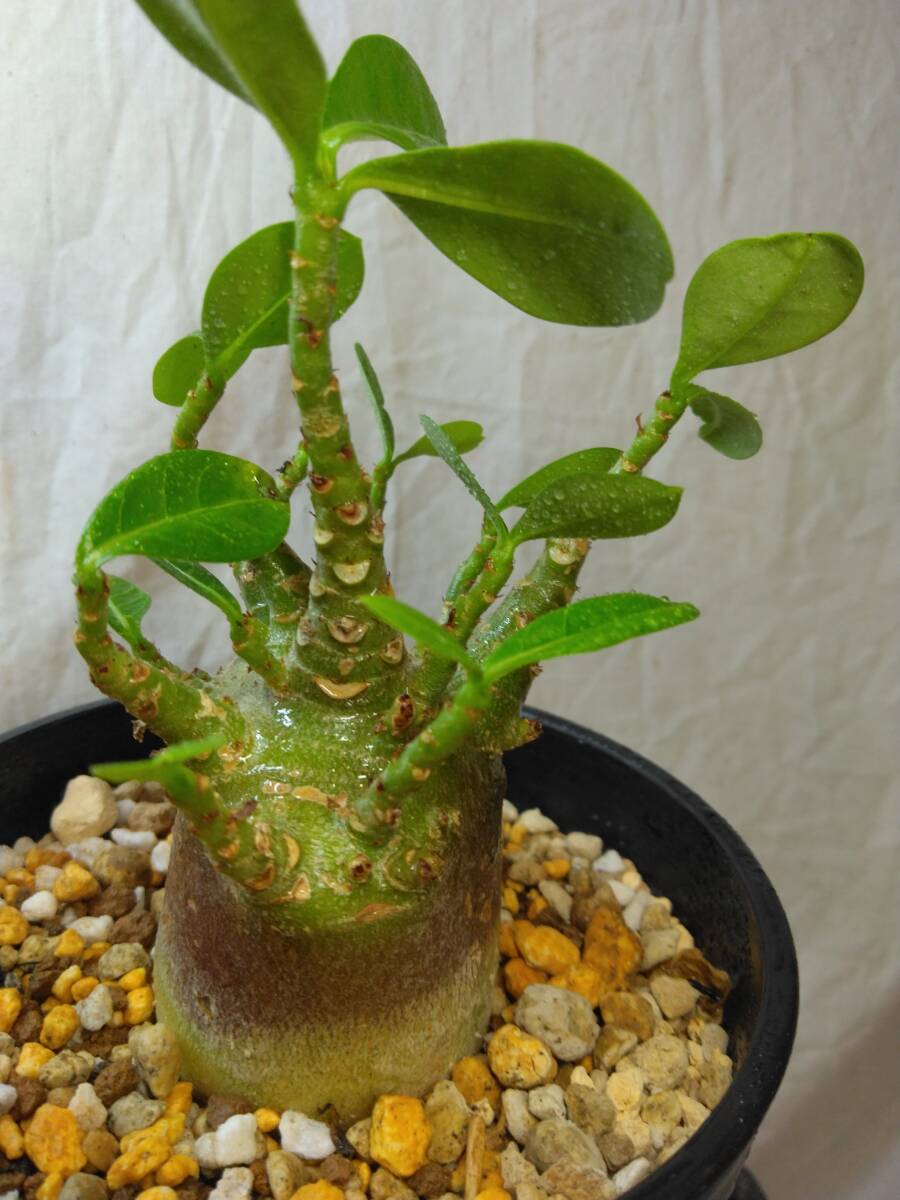 送料込【ブラックドワーフ多頭】BLACKアデニウムドワーフ セラアート4号ロングごと発送 adenium dwarf arabicum black skin　B126