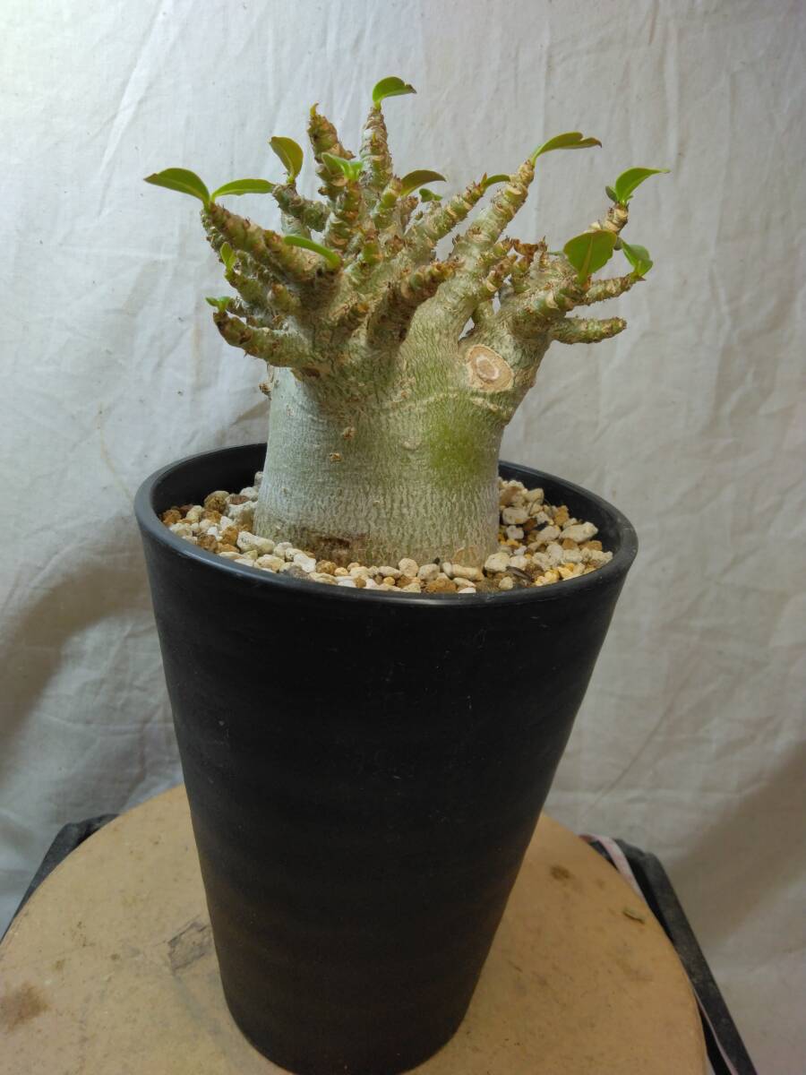 送料込【ドワーフ多頭21cm】アデニウム ドワーフ adenium dwarf arabicum セラアート4号ロングごと発送 172