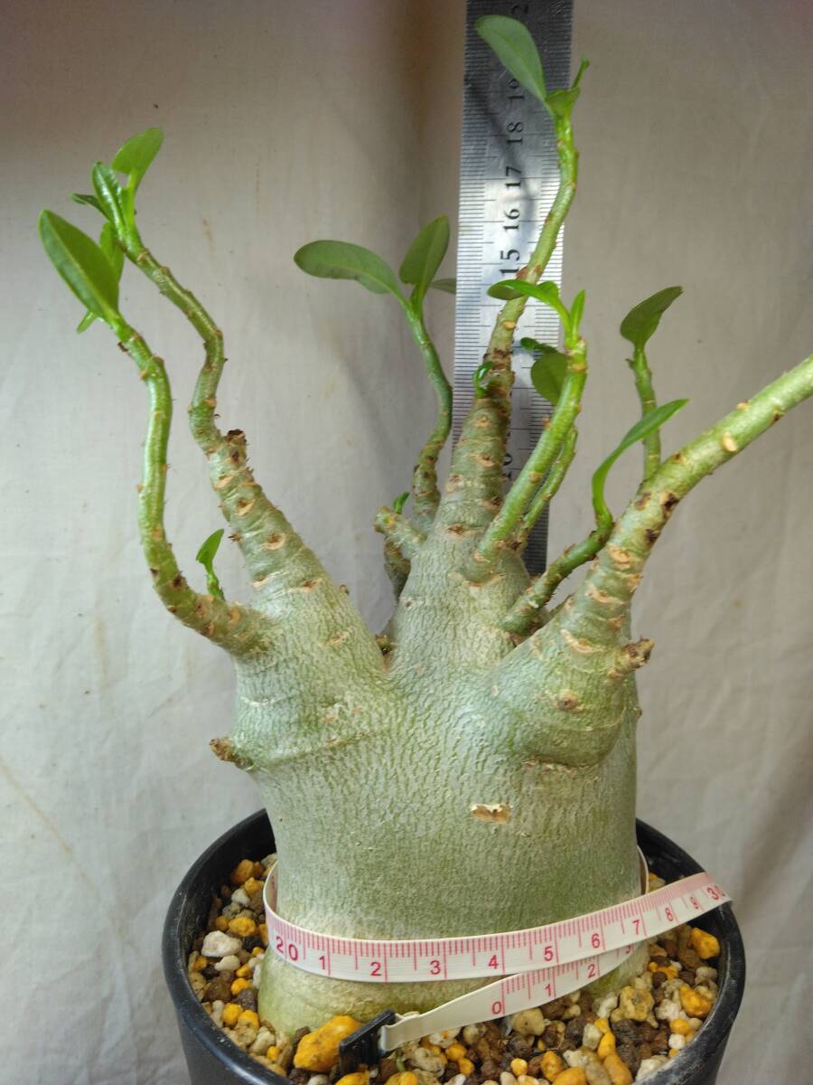 送料込【ドワーフ多頭極太24cm】アデニウム ドワーフ adenium dwarf arabicum セラアート4号ロングごと発送 184_画像6