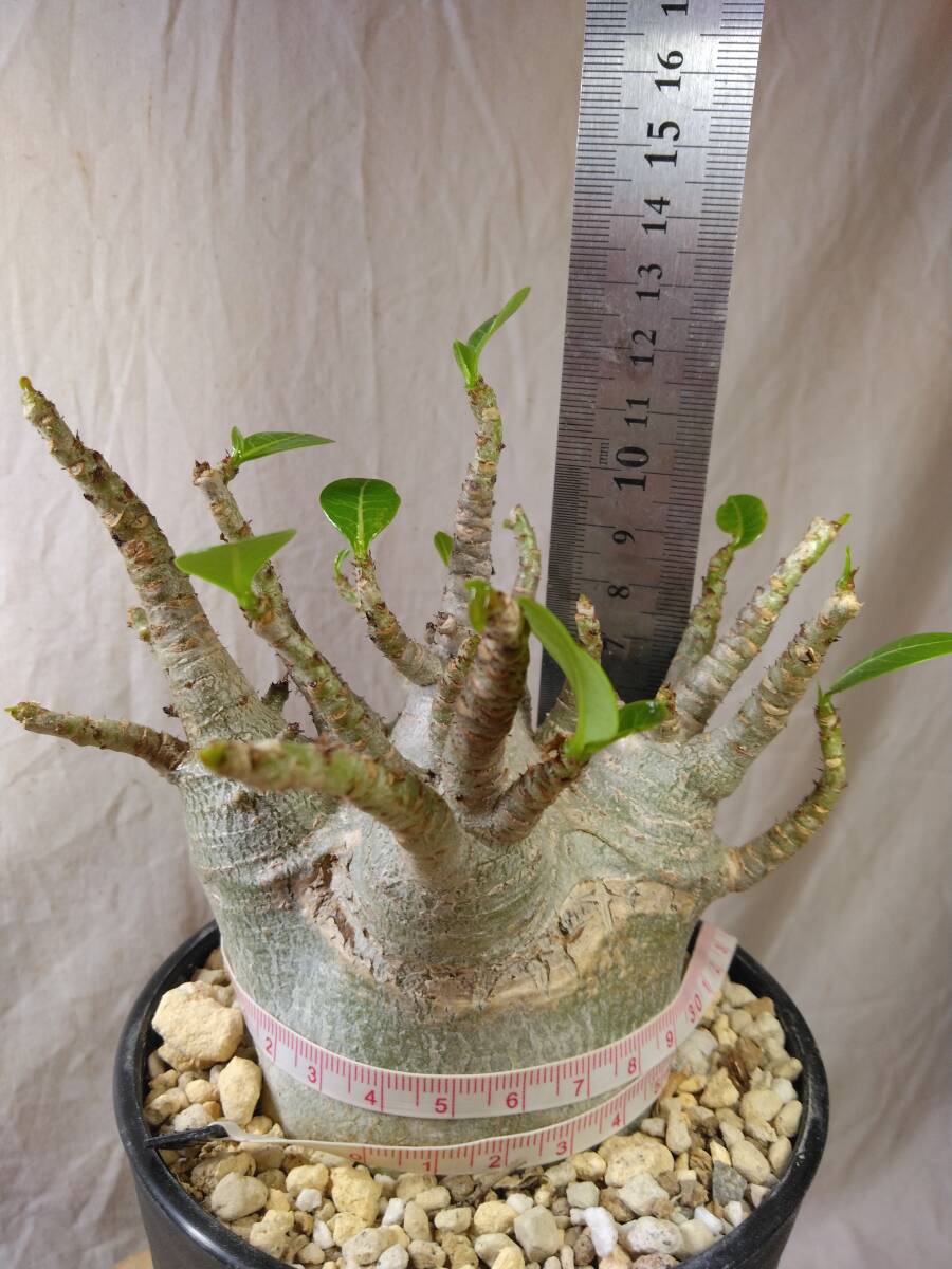 送料込【ドワーフ多頭極太24cm】アデニウム ドワーフ adenium dwarf arabicum セラアート4号ロングごと発送 175_画像6