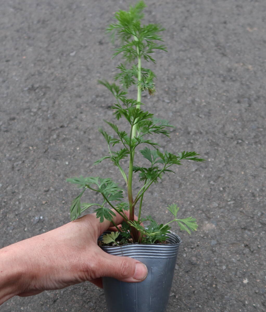 ∮ 最新品種 絞り咲き 千鳥草 ラクスパー かぐや姫 ストライプ 草花 花壇苗 庭植え 鉢植え 地植え ガーデニング　_現在の様子　サンプル苗