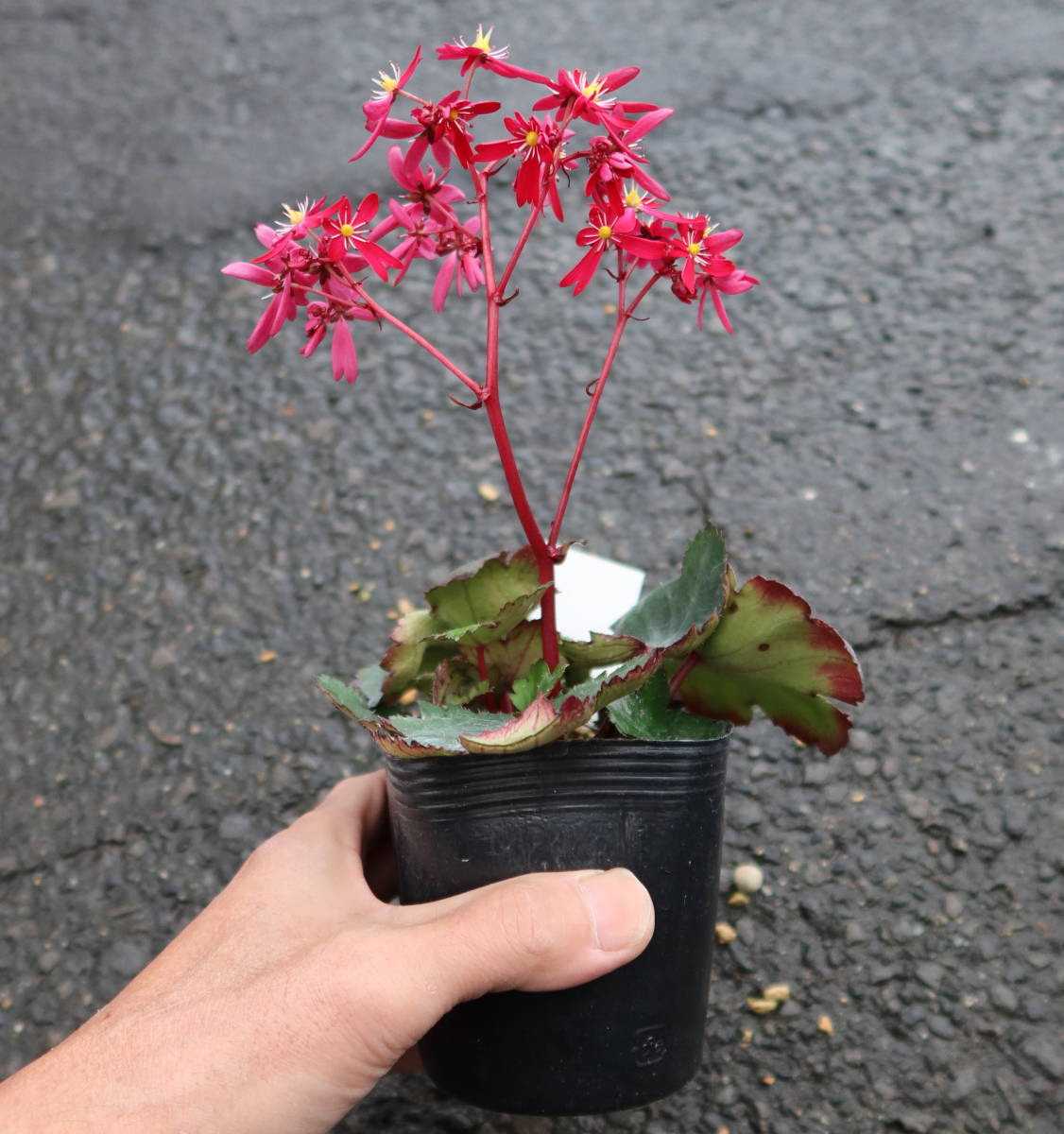 ∮ 大文字草 紅車 ダイモンジソウ 栽培品 3.5号苗　耐寒 宿根草 山野草 庭植え 地植え 鉢植え ガーデニング_開花時