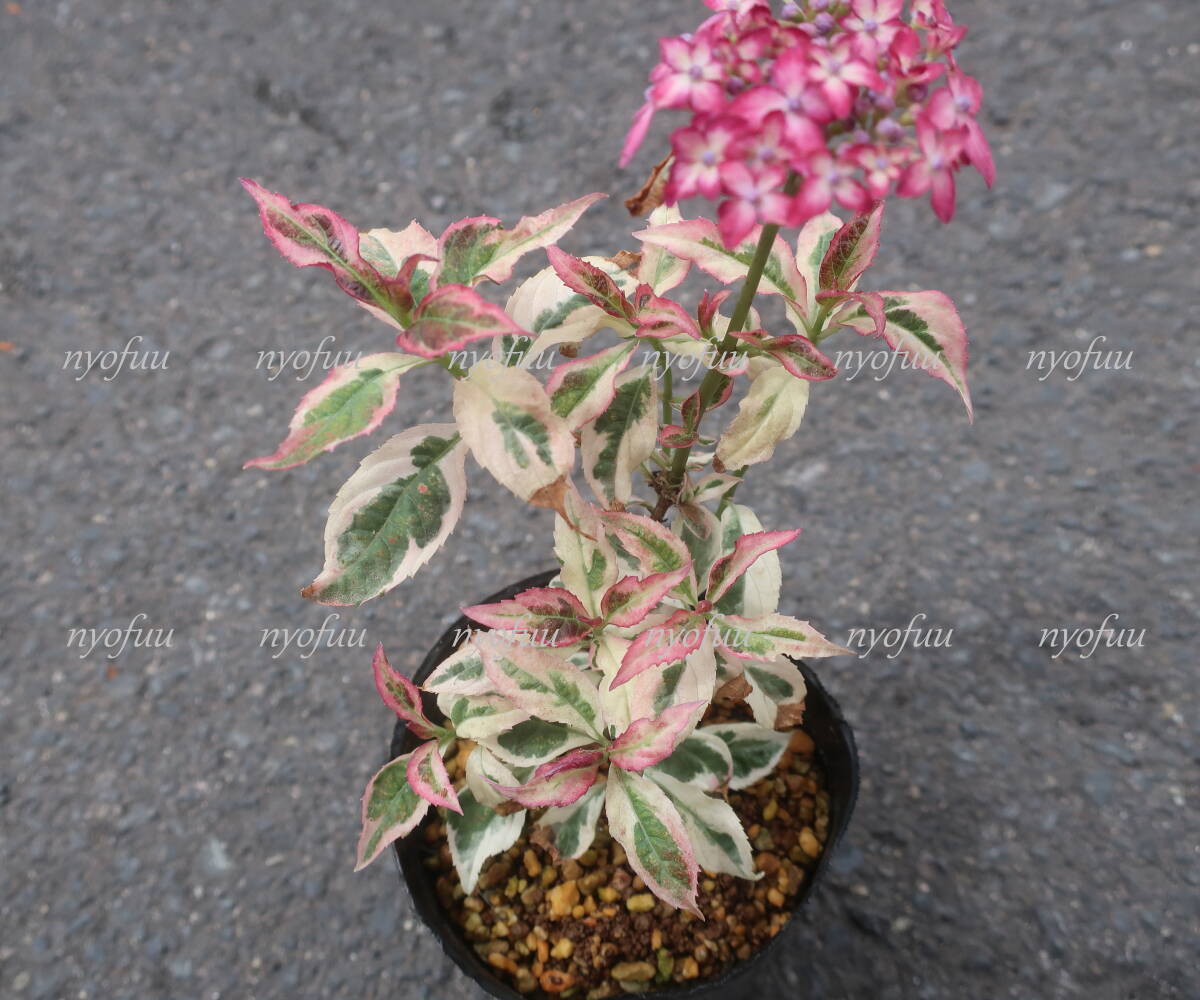 ∮. leaf . entering red Hanayama hydrangea . dono place . reality goods ⑦ purple . flower fields and mountains grass enduring cold hydrangea serrata mountain .... mountain purple . flower hydrangea 