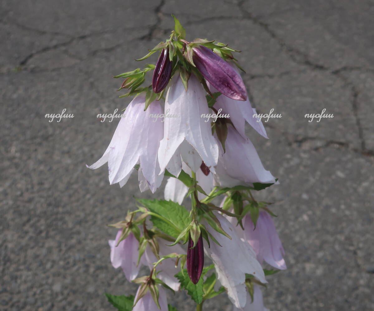 ∮ 蕾と開花輪の濃淡が綺麗 洋種 カンパニュラ イリデセントベルズ ホタルブクロ 耐寒 宿根草 カンパ ほたるぶくろ 地植え ガーデニング_開花時