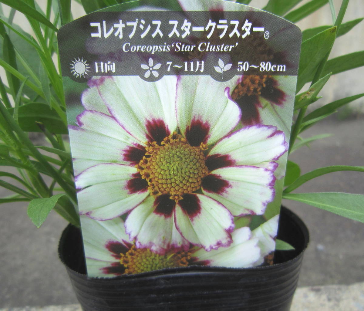 ∮ popular goods kind a little over enduring cold . change ... wheel pico tikore OP sis Star cluster big van series enduring cold . root . flower ground .. potted plant 