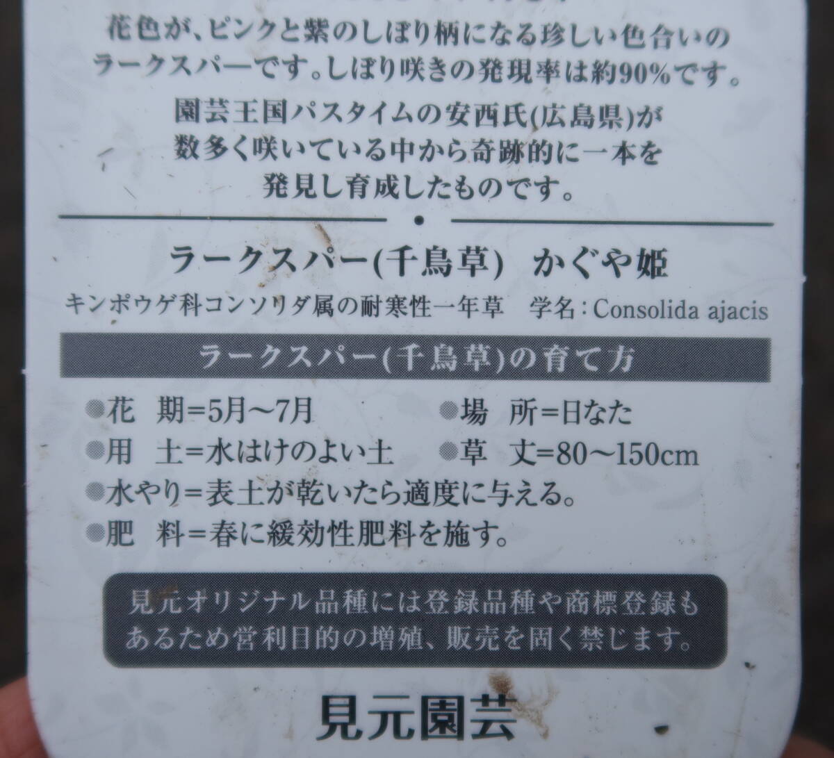 ∮ 最新品種 絞り咲き 千鳥草 ラクスパー かぐや姫 ストライプ 草花 花壇苗 庭植え 鉢植え 地植え ガーデニング　_画像3
