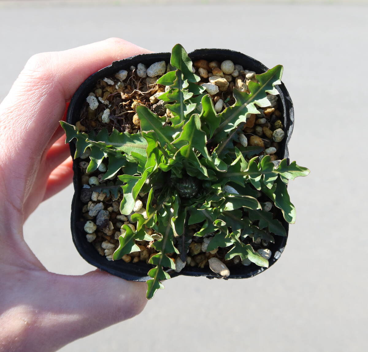 ∮ 花芽あり グラデーション咲き 桃花 洋種 タンポポ 緋紅 ヒベニ 蒲公英 たんぽぽ 変わり咲き 耐寒 宿根草 地植え 鉢植え ガーデニング の画像7